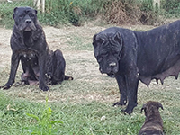 true rustic italian cane corso 